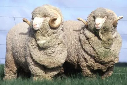 Merino овце, агро-вестник