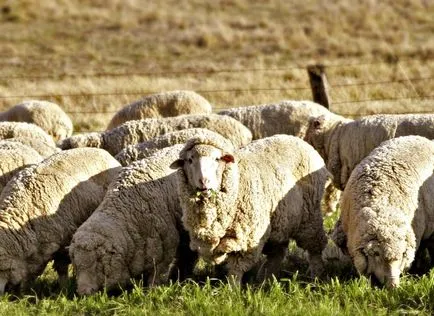Merino овце, агро-вестник