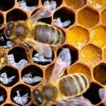 Bee Podmore slăbire (3 retete, comentarii)