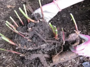 Transzplantációs bazsarózsák az ősszel egy másik helyen lehetséges, video oktatás