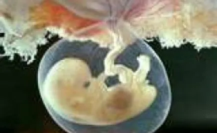 A terhesség első harmadában, a magzati fejlődésre, vitaportal - Health and Medicine