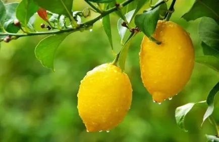 Takácsatka ellenőrzési intézkedések citrom