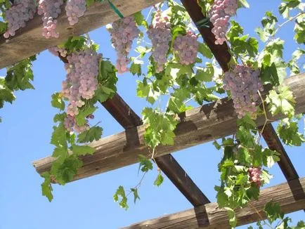 Pergola szőlő mi rejlik e rejtélyes olasz neve, pavilon