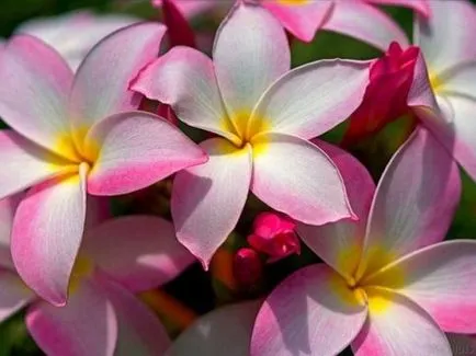 Plumeria (frangipani) az otthoni, ls