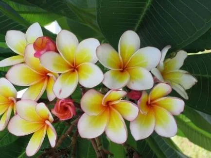 Plumeria (frangipani) az otthoni, ls