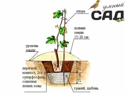 Cum să planteze struguri în etapa de primăvară și toamnă pas ghid și cursuri de master