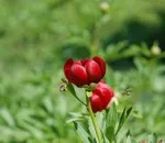 De ce nu floare Camellia