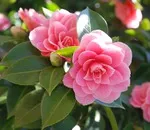 De ce nu floare Camellia