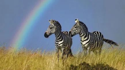 Miért zebrák nem háziasított
