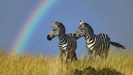 De ce zebre nu au fost domesticite