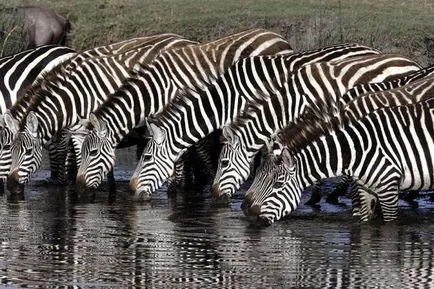 De ce zebre nu au fost domesticite