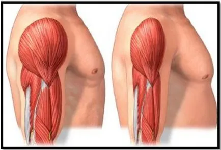 Защо мускулите взривени цялата истина