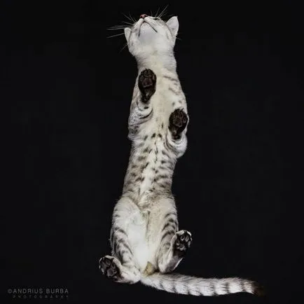 Kevesebb macskák fotós vesz macskák, amit még nem láttam, umkra