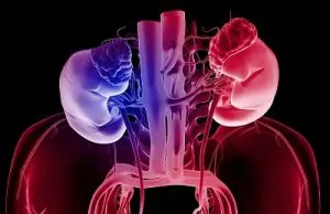 Полезни и вредни продукти за хранене в Kidney бъбречно заболяване