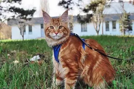 Macska fajta Maine Coon leírás, kép és hogyan válasszuk ki a cica