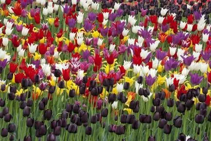 Próbálja meg kitalálni, ha a növény tulipán Szibériában