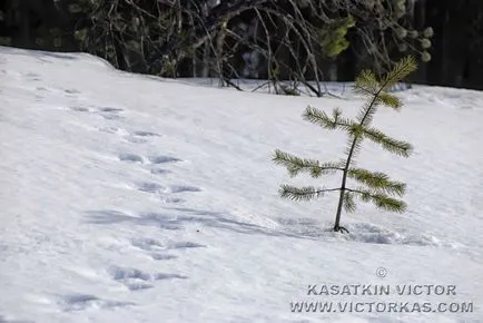 Едно пътуване с кола до Лапландия