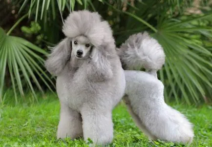 Куче порода миниатюрен пудел (50 снимки) кайсия, сиво, черно, бяло, всяко срязване