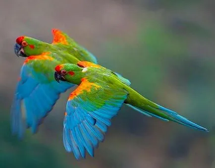Breed papagájok fényképes Cím