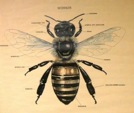 Подробно описание на това как да се направи на пчелите