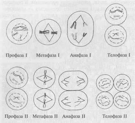 Conceptul cariotipului uman