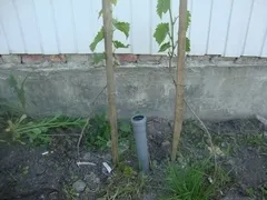 arbuști de plantare, drenajul solului, drenajul solului