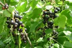Plantarea de coacăz negru în toamna anului