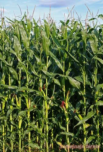 Ültetés kukorica - kukorica - zöldség - Könyvtár - családi gazdaság