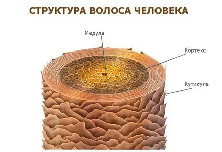 След боядисване на косата започва да пада как да се спре процеса