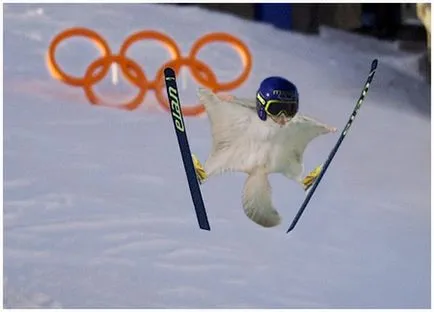 Animale Funny sportivi fotografie