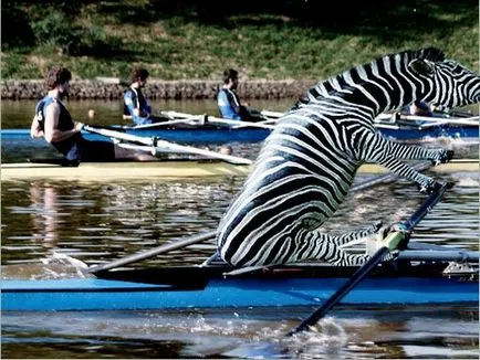 Animale Funny sportivi fotografie