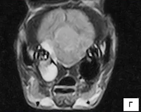 Probleme de otită medie - Centrul de Neurologie si Neurochirurgie Veterinara