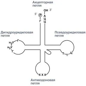 обработка на РНК