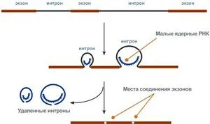 обработка на РНК