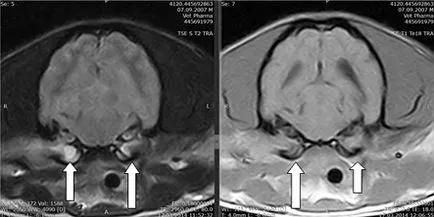 Probleme de otită medie - Centrul de Neurologie si Neurochirurgie Veterinara