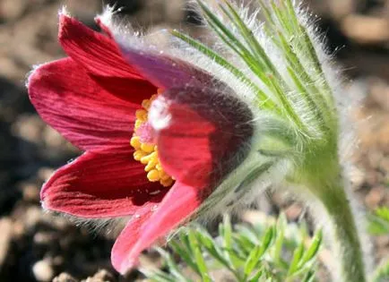 plantare dureri de spate și de îngrijire, specii și varietăți, fotografii