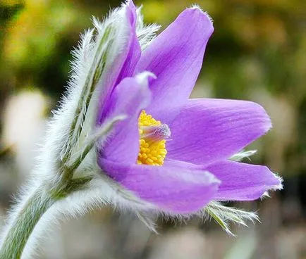 plantare dureri de spate și de îngrijire, specii și varietăți, fotografii