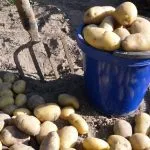 Независимо дали се отглеждат картофи, ако изсъхнали върхове, когато реколтата