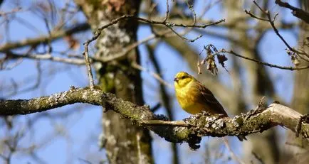 Bird sármány leírás és fotó a gyermekek számára, vendégház