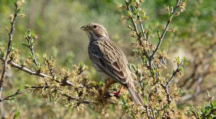 Bird sármány leírás és fotó a gyermekek számára, vendégház