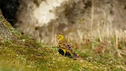 Bird sármány leírás és fotó a gyermekek számára, vendégház