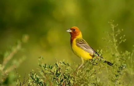 Bird Bunting faj, leírás, videó, hím és nőstény, fotók