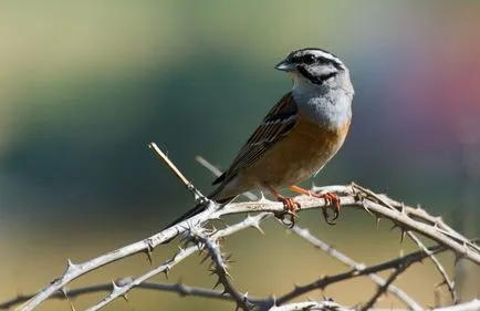 Bird Bunting faj, leírás, videó, hím és nőstény, fotók