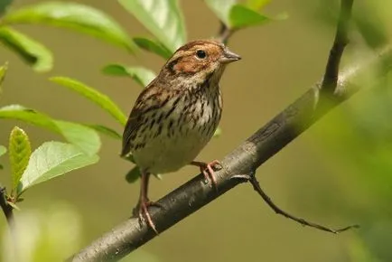 Bird Bunting faj, leírás, videó, hím és nőstény, fotók