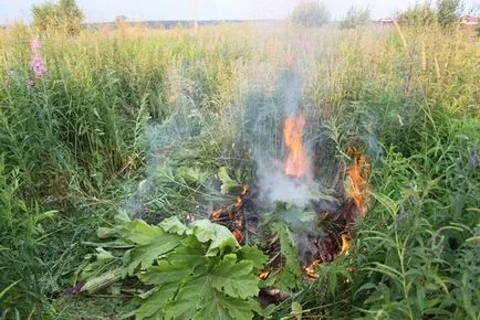 Vaca de plante păstârnac cum se distinge de goutweed, siberian, simplu, Paolo Mantegazza, arde iarba,