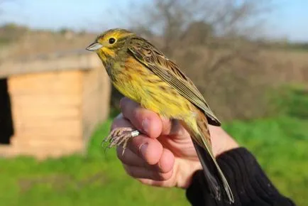 Bird Bunting faj, leírás, videó, hím és nőstény, fotók