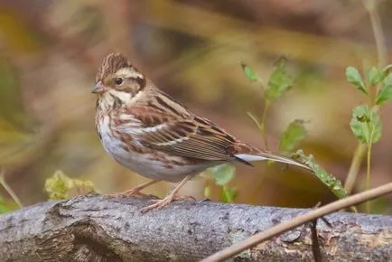 Bird Bunting faj, leírás, videó, hím és nőstény, fotók