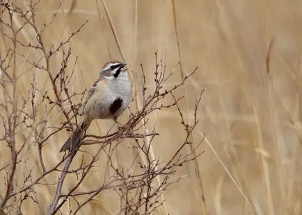 Bird овесарка видове, описание, видеоклип, мъжки и женски, снимки