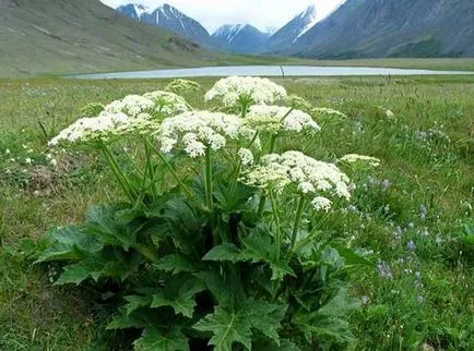 Vaca de plante păstârnac cum se distinge de goutweed, siberian, simplu, Paolo Mantegazza, arde iarba,