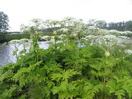 Vaca de plante păstârnac cum se distinge de goutweed, siberian, simplu, Paolo Mantegazza, arde iarba,